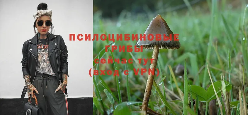 как найти наркотики  Заполярный  Псилоцибиновые грибы Psilocybe 